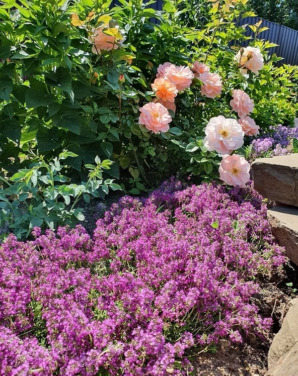 What to plant next to roses in a flower bed