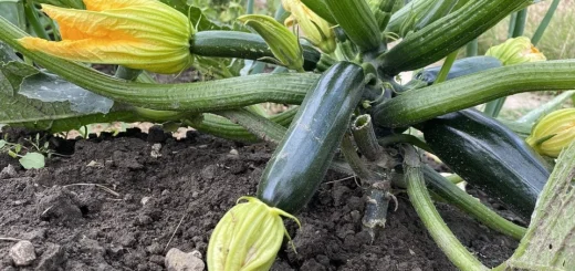 What to plant with zucchini