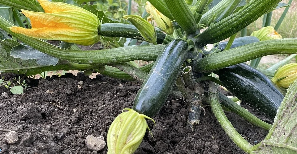 What to plant with zucchini: 13 good neighbors and 4 dangerous ones What to plant with zucchini