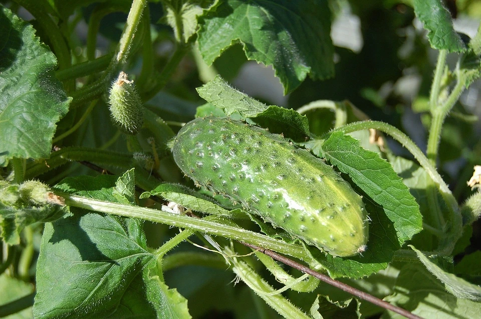 Cucumbers and squash