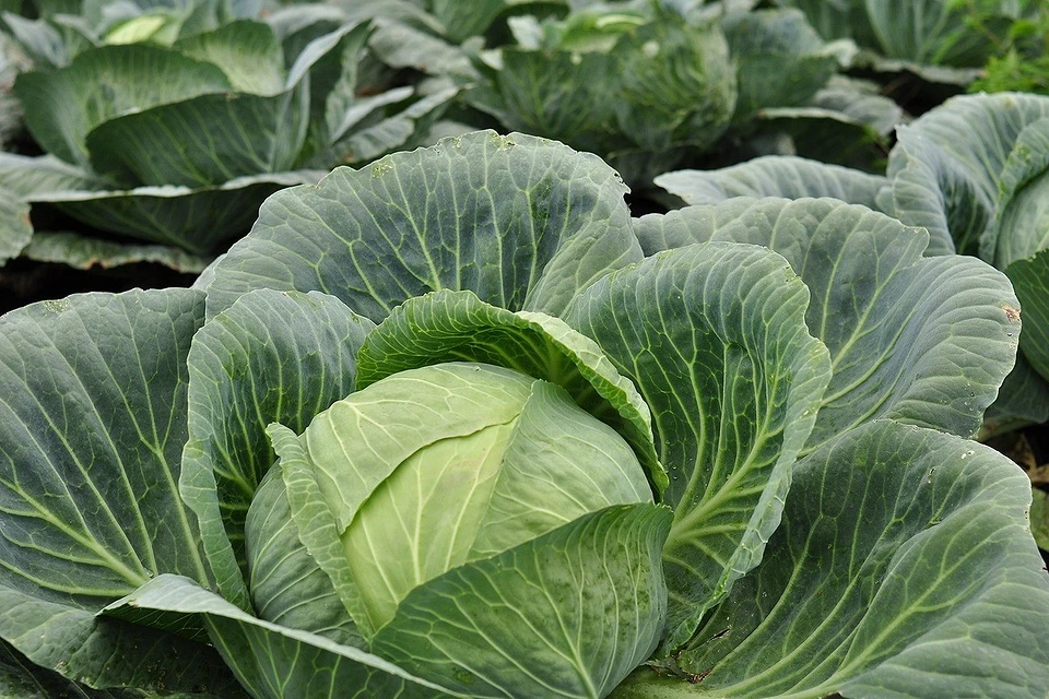 Cabbages