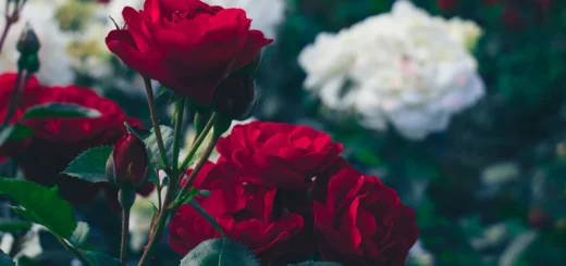 When to transplant roses in autumn: timing, rules, and valuable tips When to transplant roses in autumn