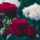 When to transplant roses in autumn: timing, rules, and valuable tips When to transplant roses in autumn