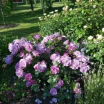 Rose bed at the cottage: the best varieties, design ideas, combinations with other plants (80 photos) where can you make a rose garden