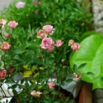 Rose bed at the cottage: the best varieties, design ideas, combinations with other plants (80 photos) where can you make a rose garden