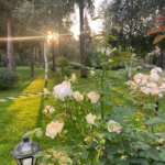 Rose bed at the cottage: the best varieties, design ideas, combinations with other plants (80 photos) where can you make a rose garden