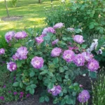 Rose bed at the cottage: the best varieties, design ideas, combinations with other plants (80 photos) where can you make a rose garden