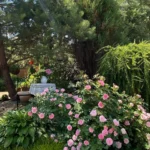 Rose bed at the cottage: the best varieties, design ideas, combinations with other plants (80 photos) where can you make a rose garden