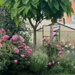 Rose bed at the cottage: the best varieties, design ideas, combinations with other plants (80 photos) where can you make a rose garden