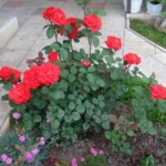 Rose bed at the cottage: the best varieties, design ideas, combinations with other plants (80 photos) where can you make a rose garden