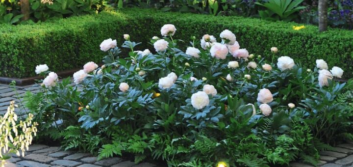 10 tips for peony lovers