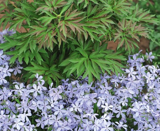 Combining foliage and flowers