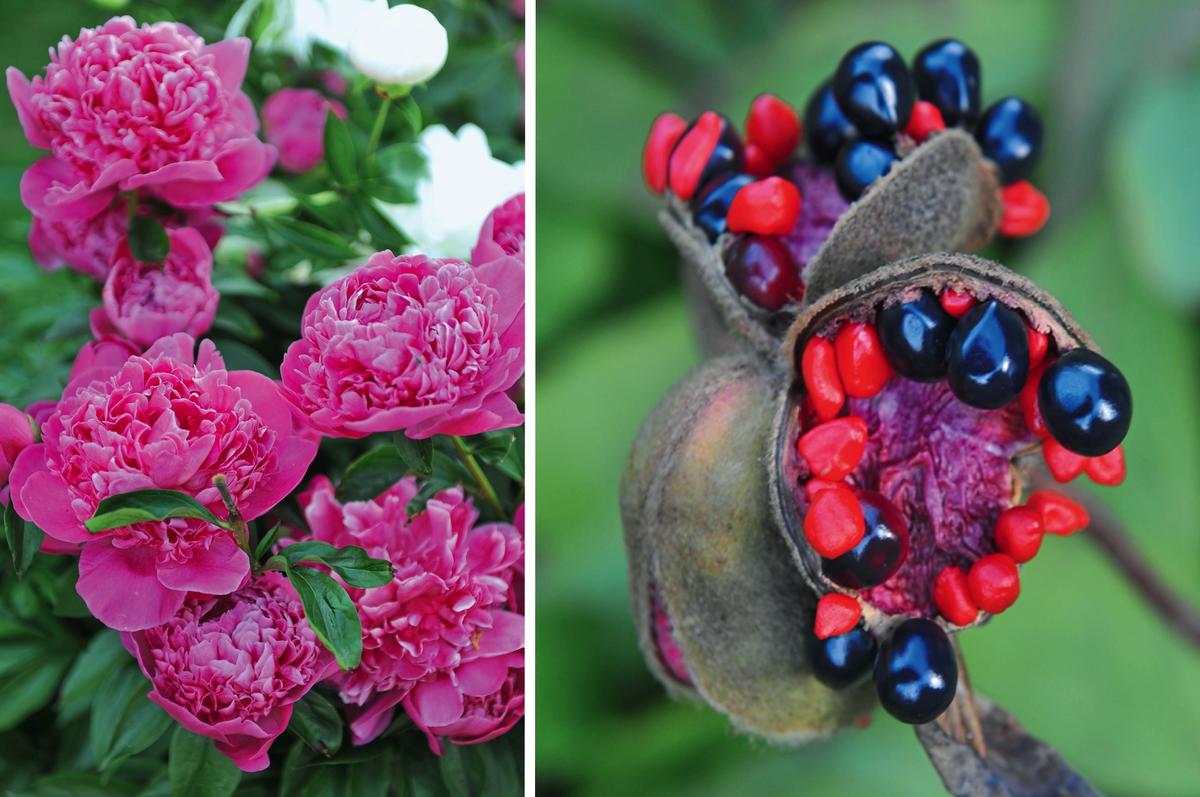 Should you cut off wilted flowers or not?