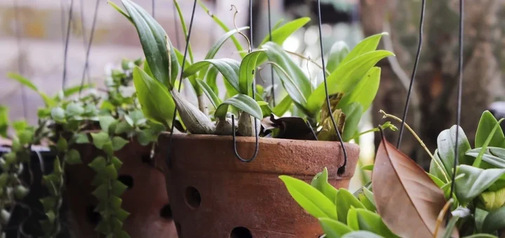 12 easy-to-care-for indoor plants that even novice gardeners can grow
