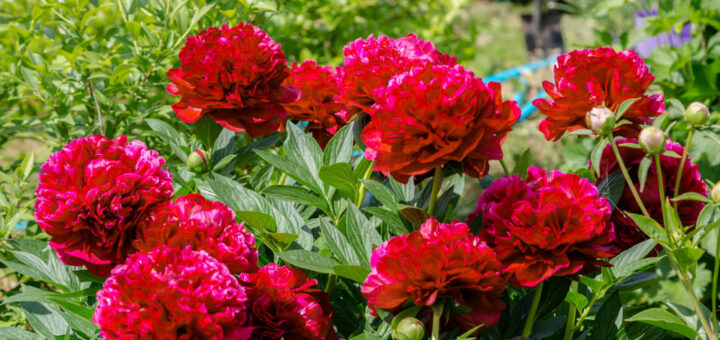 Burgundy and red peonies