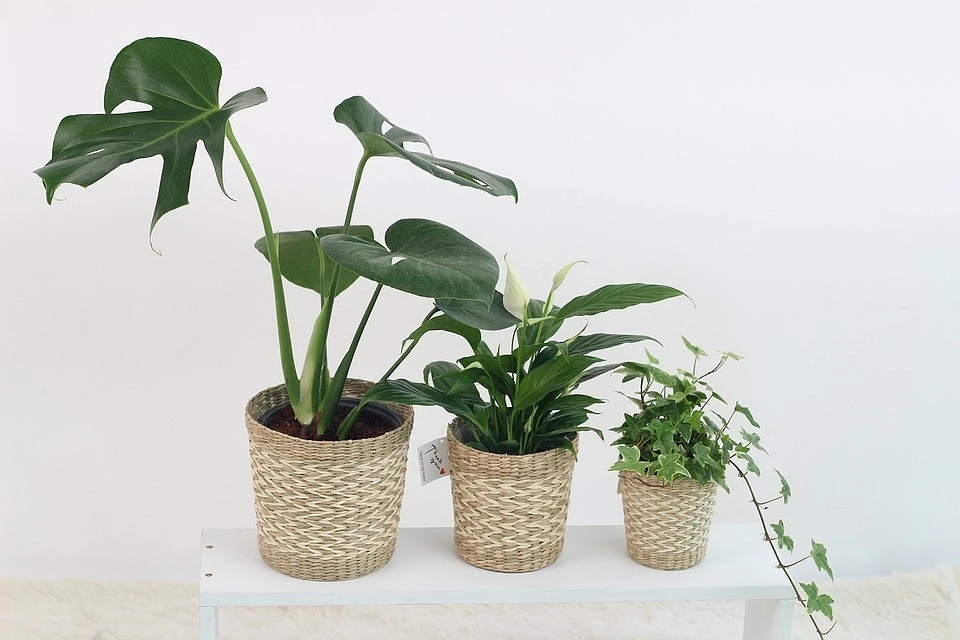 Choose large pots for large plants