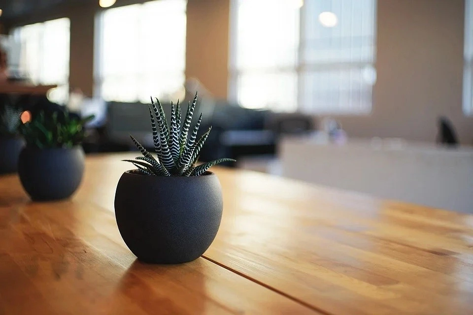 Match the plant and pot by color