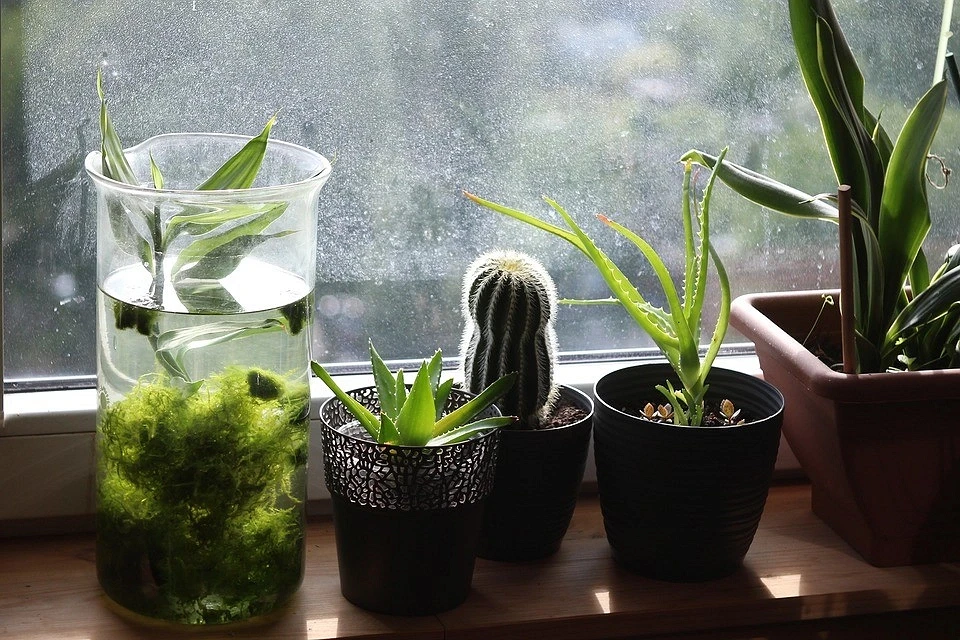 Choose eco-friendly plastic pots