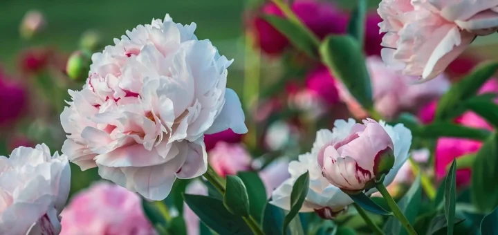 Features of planting peonies