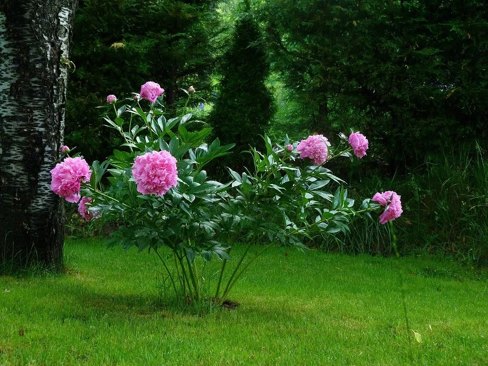 Where to plant peonies on your plot