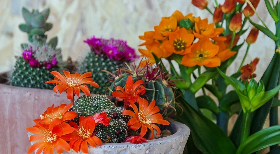 From aloe to monstera: 15 best indoor plants for your home From aloe to monstera