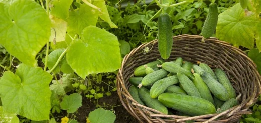 How far apart should cucumbers be planted in a greenhouse and in a garden bed