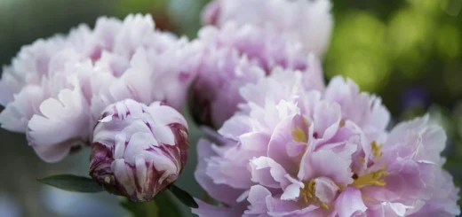 How to care for peonies in a flower bed and in a bouquet