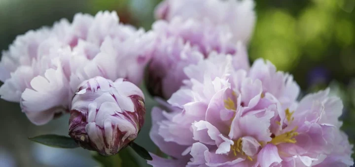 How to care for peonies in a flower bed and in a bouquet