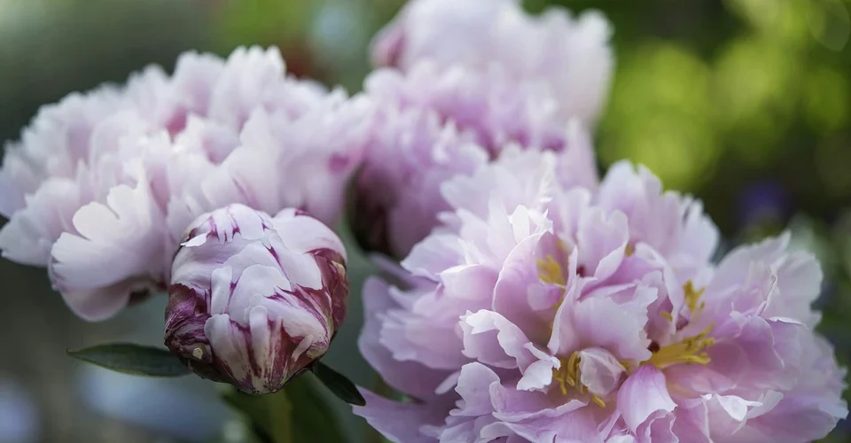 How to care for peonies in a flower bed and in a bouquet