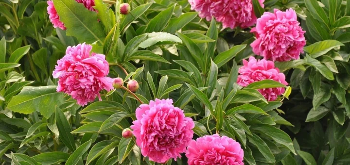 How to feed peonies