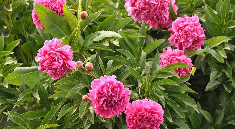 How to feed peonies