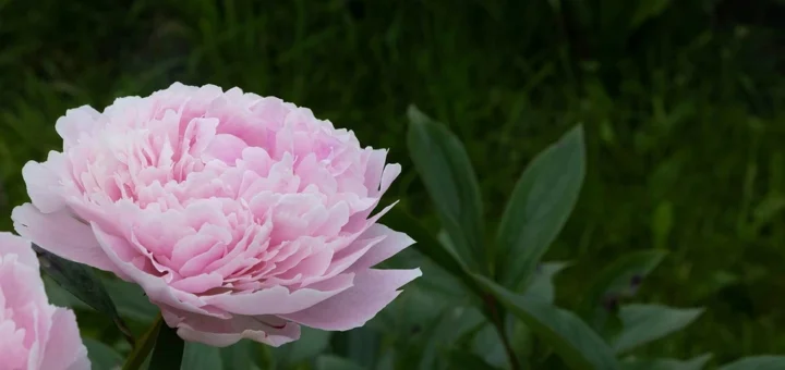 How to fertilize peonies in the fall so that they bloom luxuriously in the summer