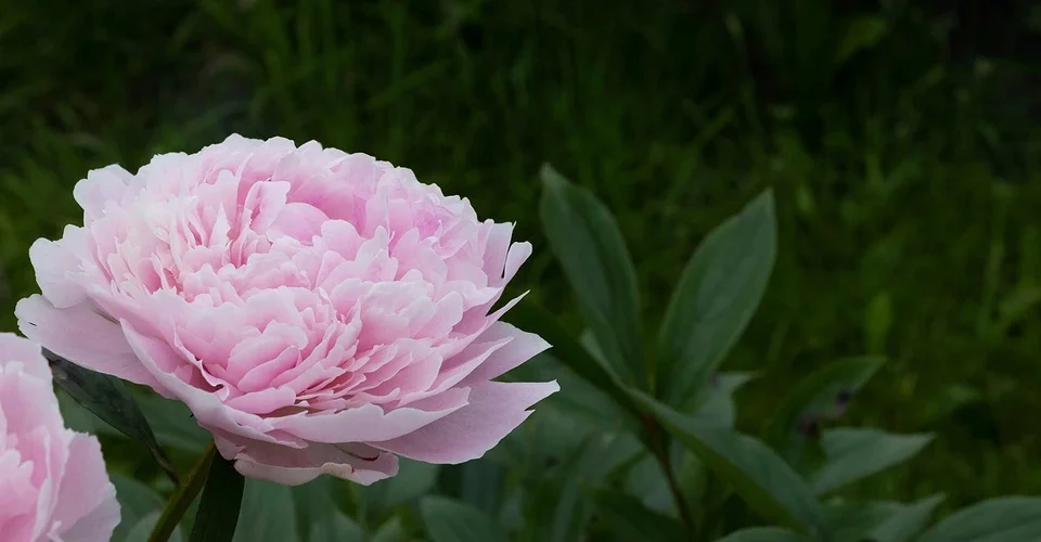 How to fertilize peonies in the fall so that they bloom luxuriously in the summer