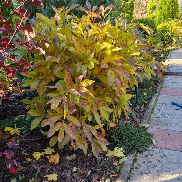 How to fertilize peonies in the fall so that they bloom luxuriously in the summer