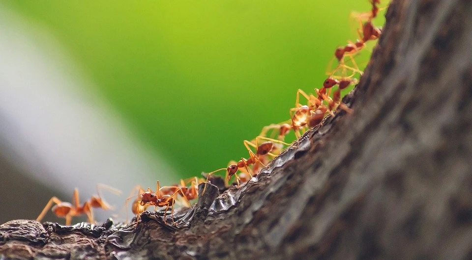 How to get rid of red ants in the garden and in the house