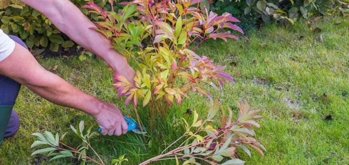 How to prepare peonies for winter so that they bloom profusely in spring