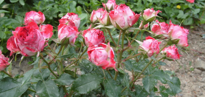 Miniature roses