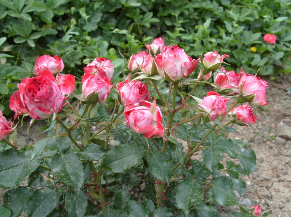 Pruning roses in autumn: timing, diagrams for 7 different types, rules and tips Miniature roses
