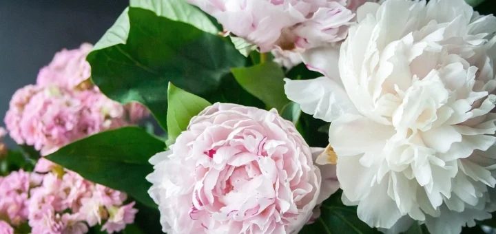 The 15 most beautiful peony varieties for your garden