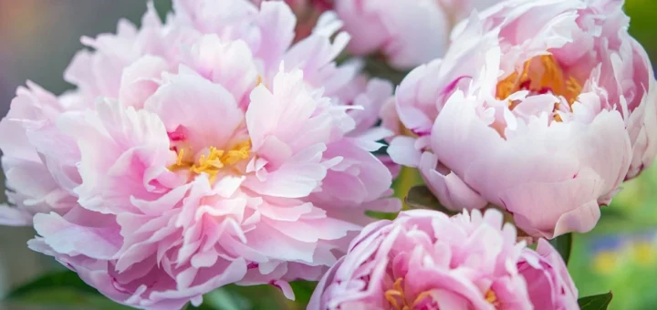 The seven most beautiful peony varieties for your garden