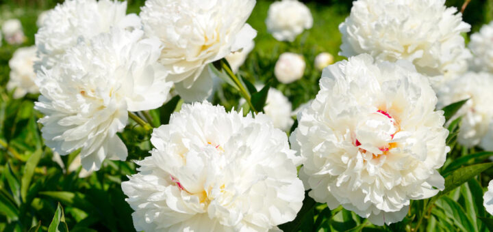 White peonies
