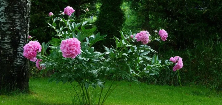 why you need to transplant peonies in the fall and how to do it right