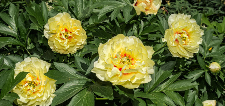 Ito hybrid peony with yellow flowers