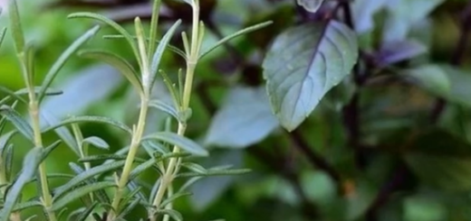 7 spices you can grow in your garden