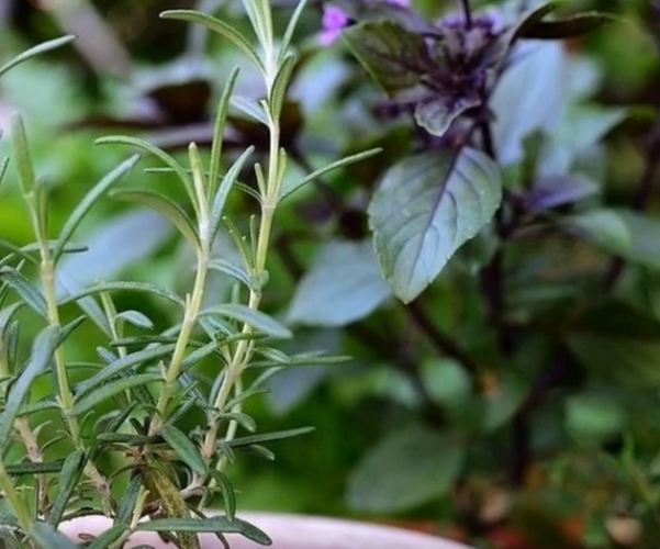 7 spices you can grow in your garden