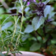 7 spices you can grow in your garden