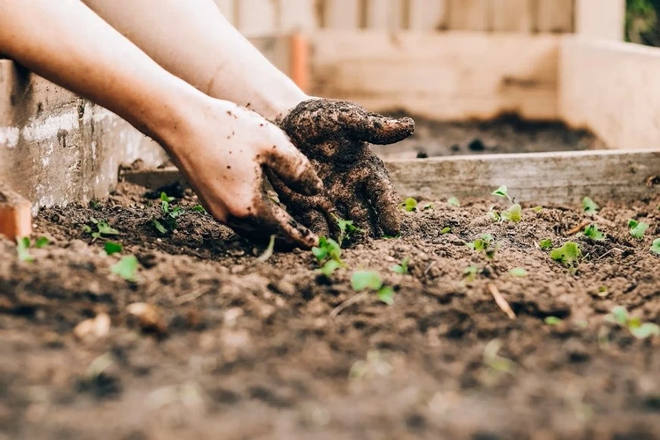 Compost