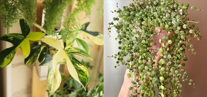 8 indoor plants you should have in your home in the new year