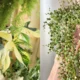 8 indoor plants you should have in your home in the new year