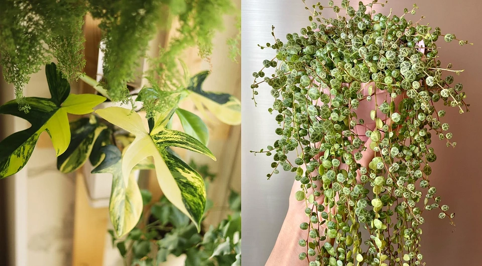 From herbs and spices: 7 ways to grow a lush and simple flower bed at your summer cottage 8 indoor plants you should have in your home in the new year